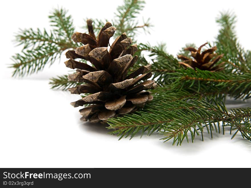 Branch of fir-tree and cone