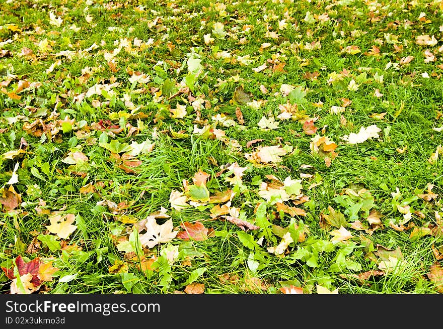 Leaves lying on the ground during autumn, yellow, orange and red leaves on green grass during early autumn