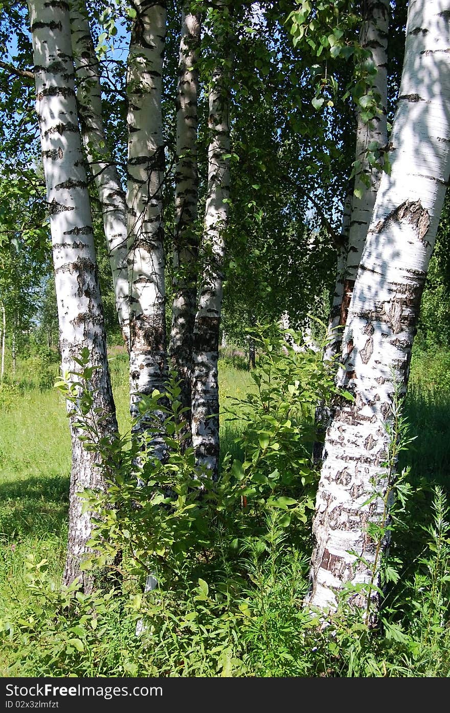 Beautiful summer landscape with a birchwood