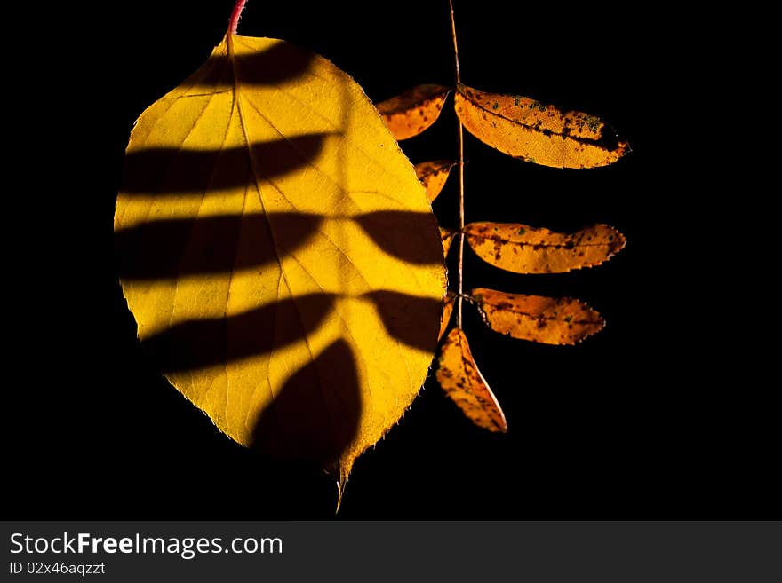 Leaves