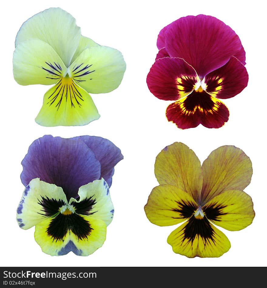 Pansy4