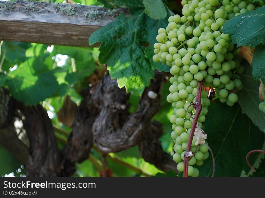 Grape fruits in a tender stage. Grape fruits in a tender stage.