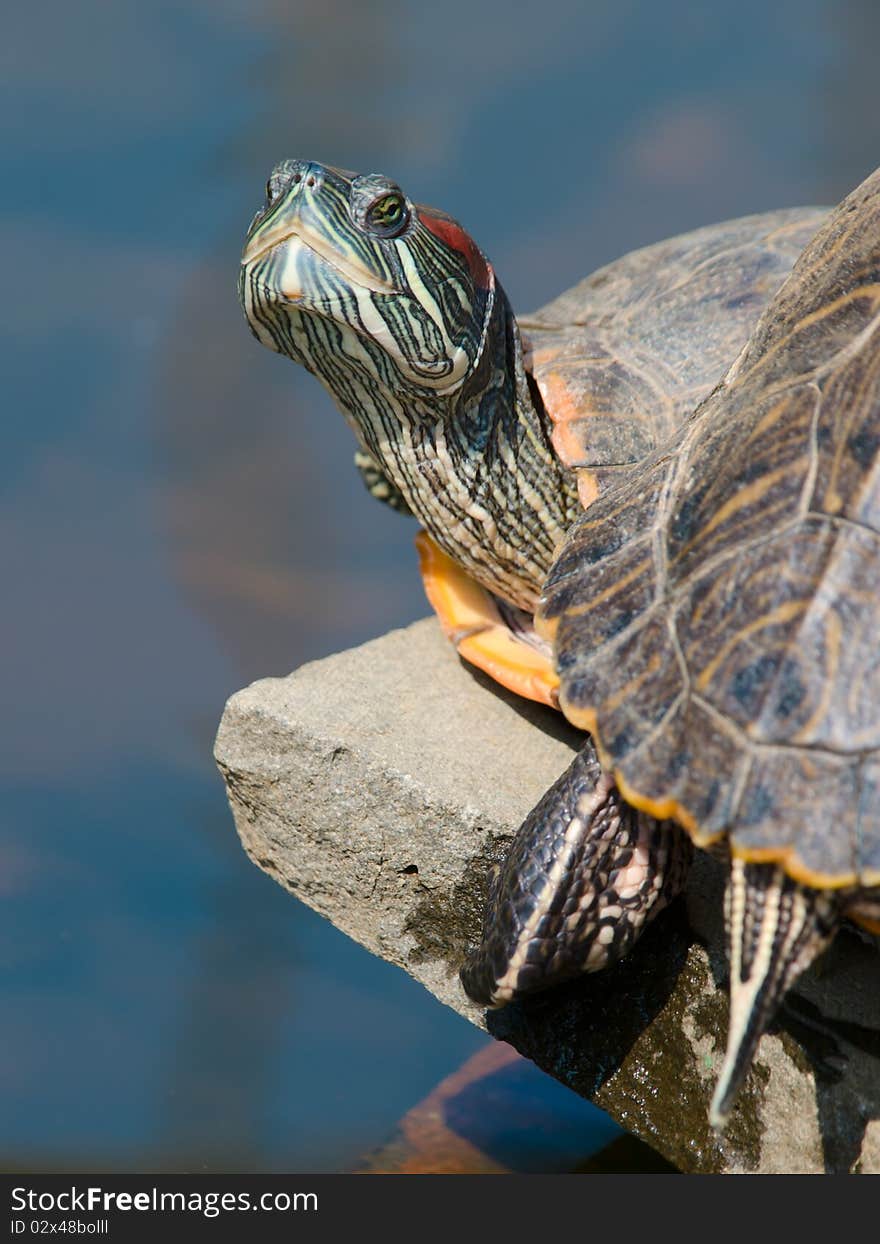 Turtle head over water closeup shallow dof. Turtle head over water closeup shallow dof