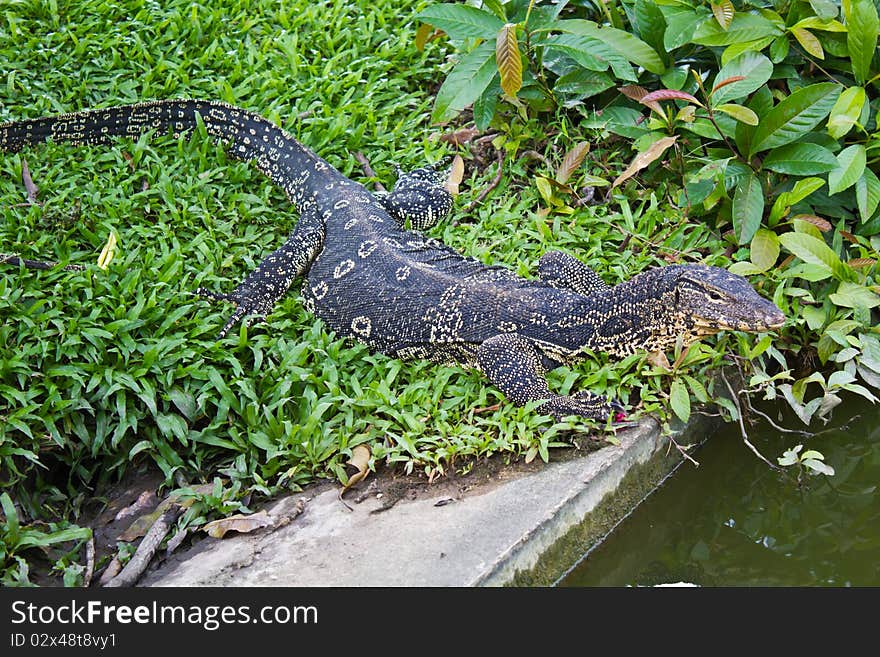 Portrait of a banded monitor lizard