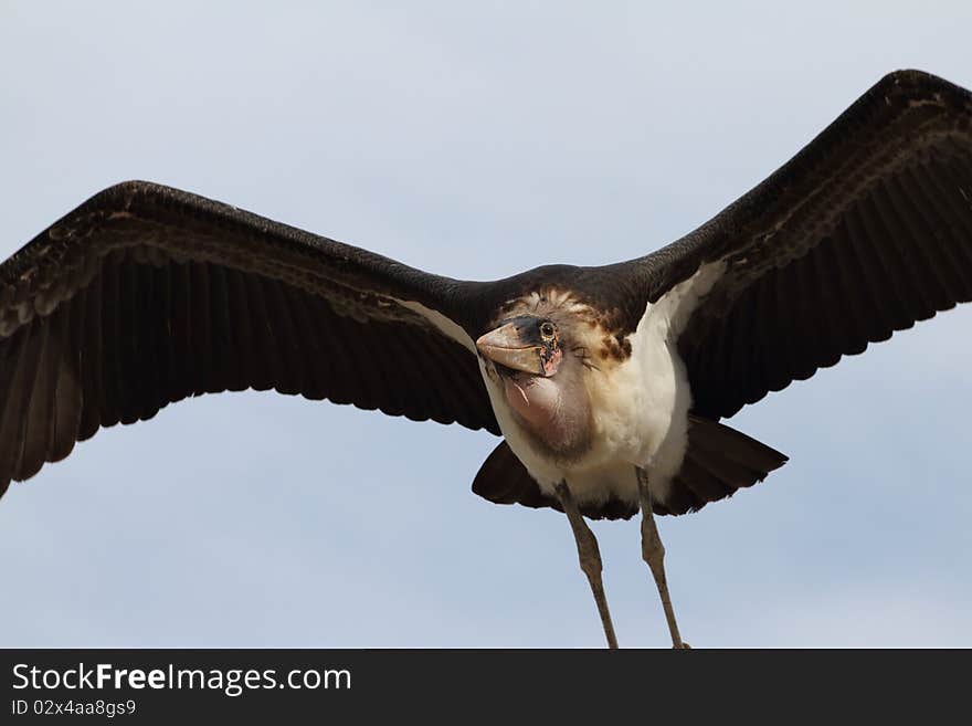 Details of a marabou stork in flight