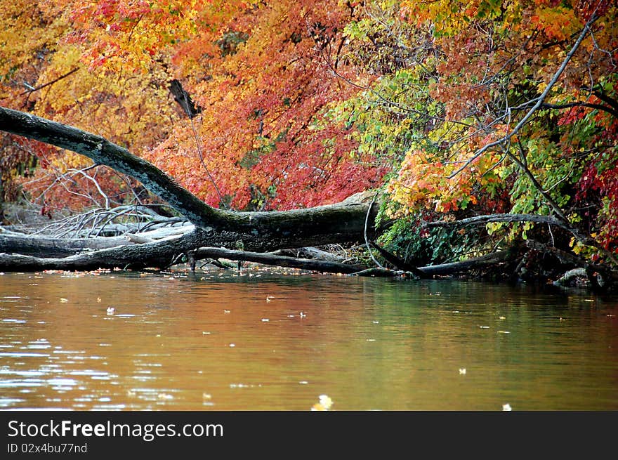 Fallen Trees