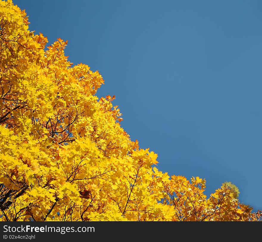 Maple tree over blue sky. Maple tree over blue sky.