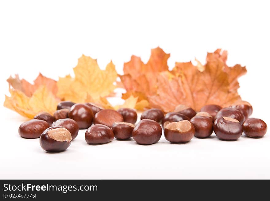 Beautiful autumn in studio with leafs and chestnuts