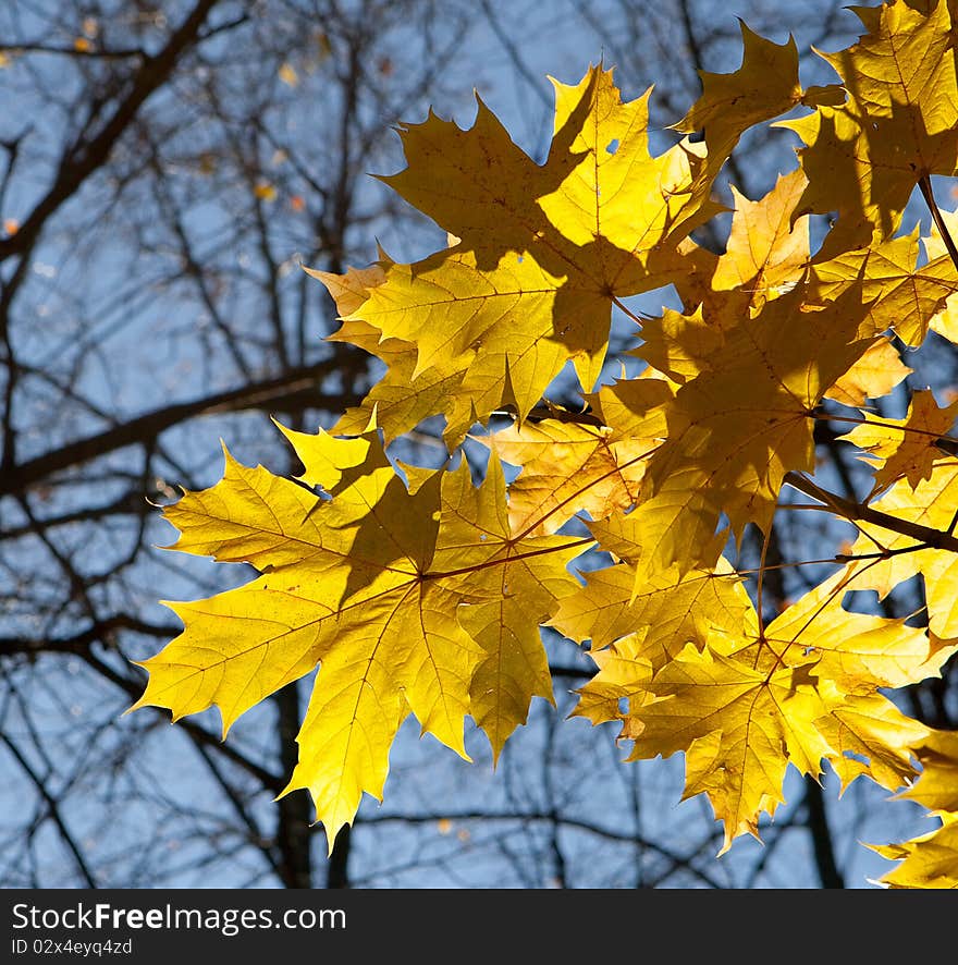 Autumn leaves of a maple. Autumn leaves of a maple