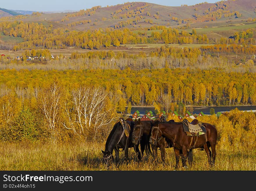 Three horses on the autumn hill above village on the river bank