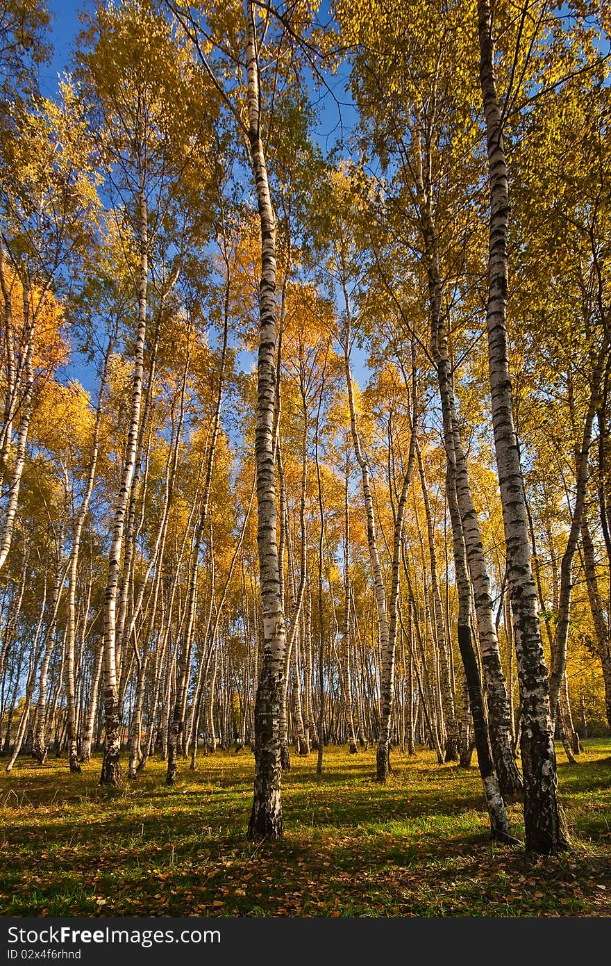 Gold birches against the blue sky. Gold birches against the blue sky