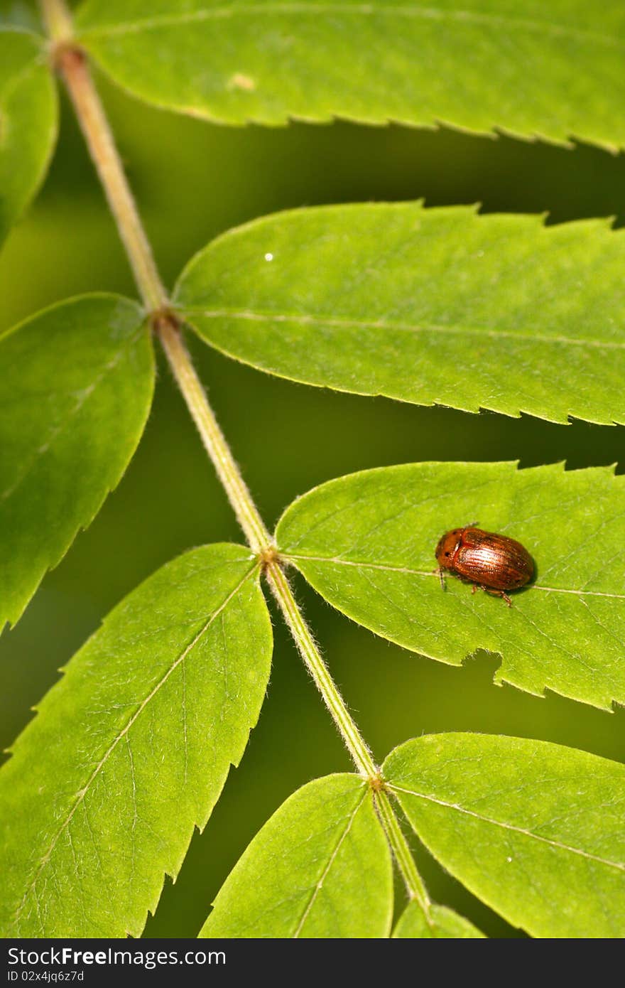 Bug sitting on a green leaf