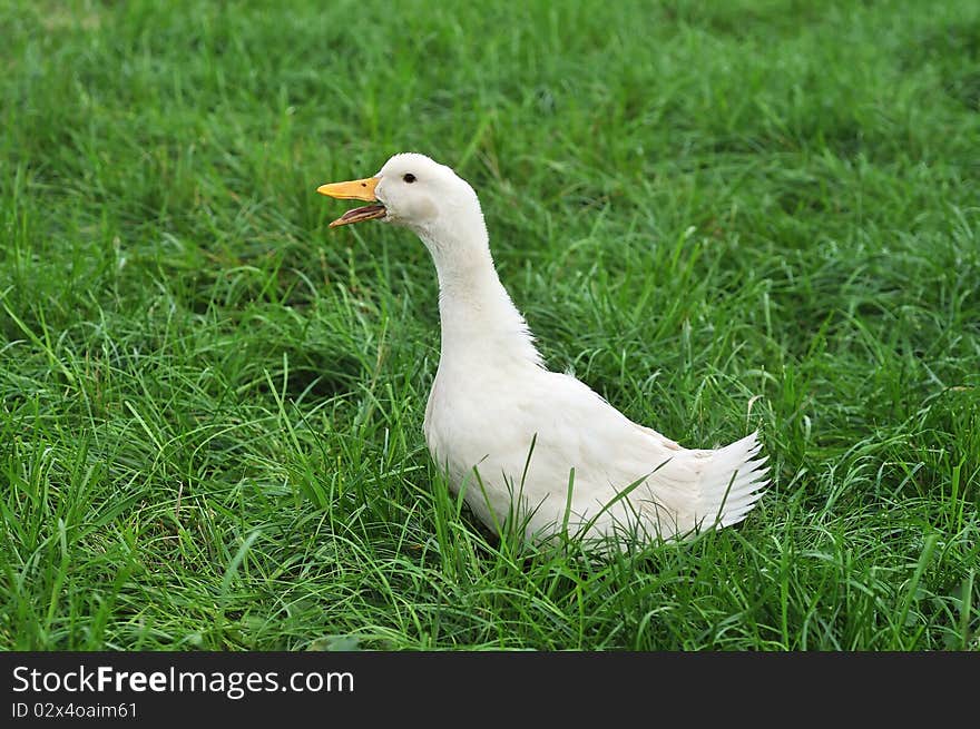 A white duck standing on grass. A white duck standing on grass.