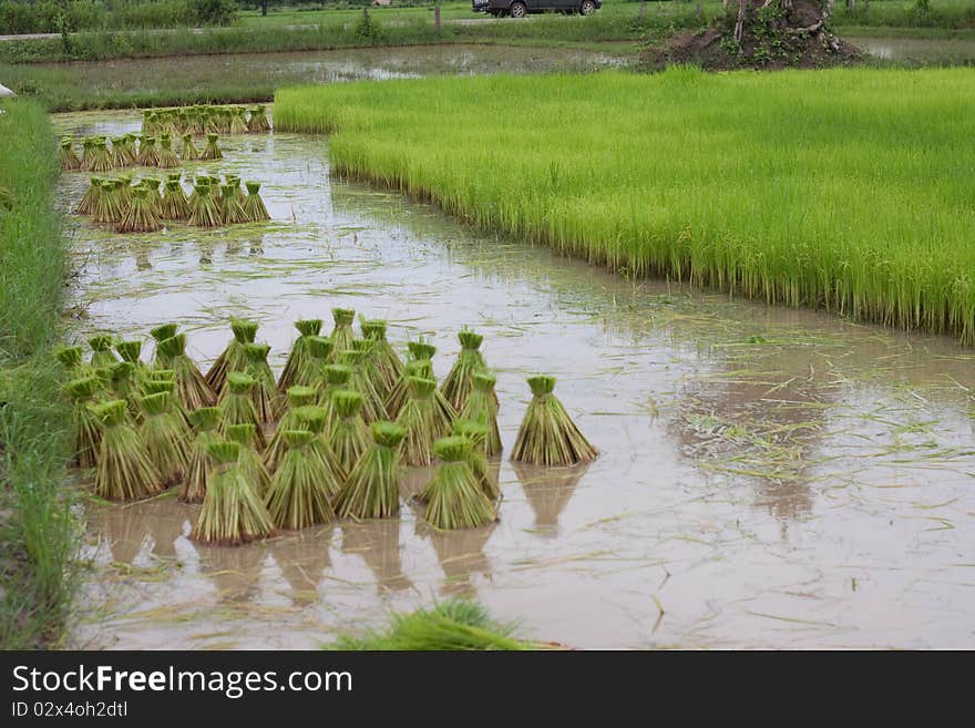 Thai Rice Farm