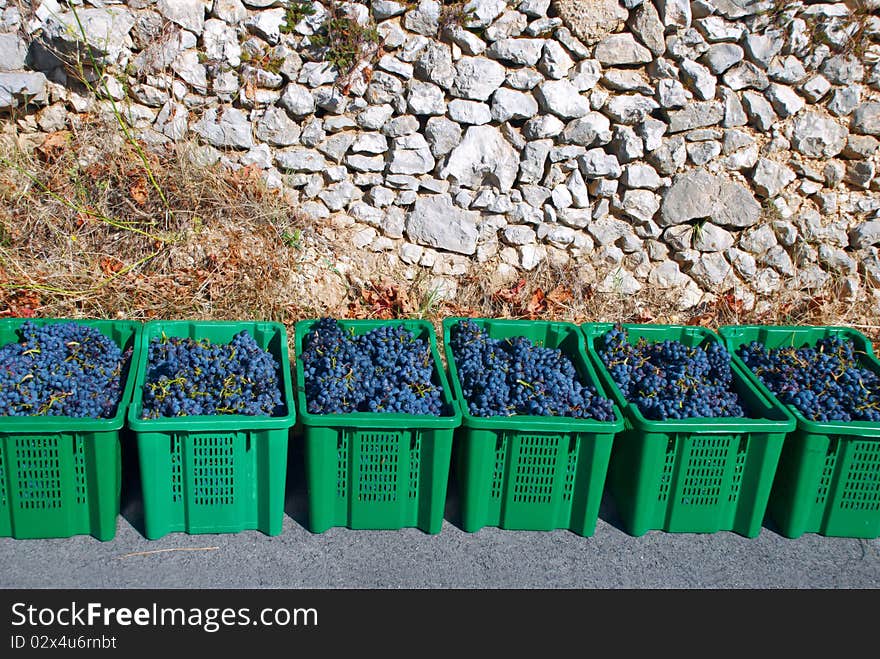 Harvesting grapes against a stone wall. Harvesting grapes against a stone wall