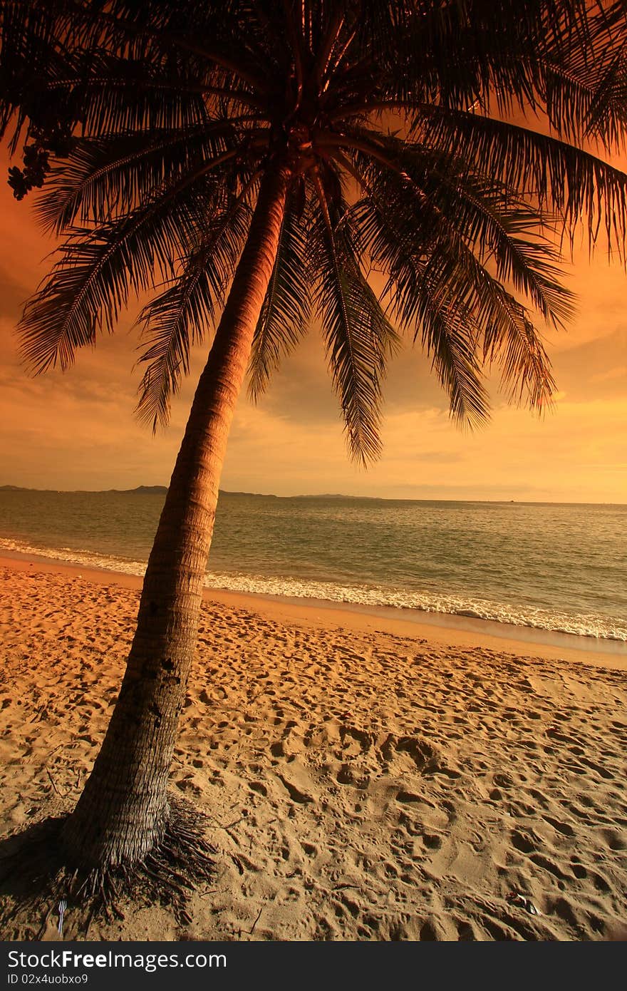 Sunset on the beach with coconut