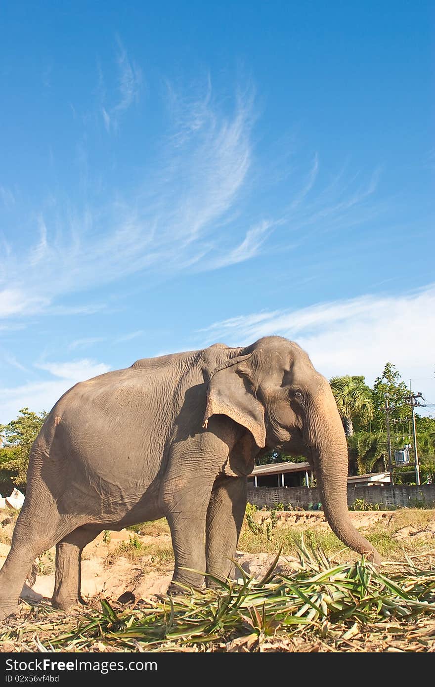 Thai Elephant, Nongnuch Garden, Pattaya, Thailand. Thai Elephant, Nongnuch Garden, Pattaya, Thailand