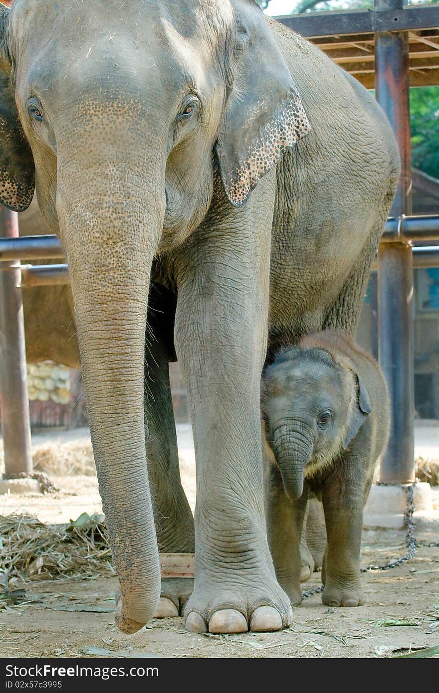 Relationship Thai Elephant Chiangmai Province, North of Thailand. Relationship Thai Elephant Chiangmai Province, North of Thailand