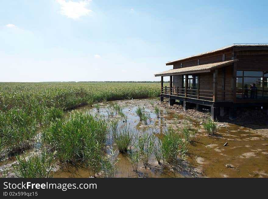 Wetland, the east tidal Chongming island, Shanghai