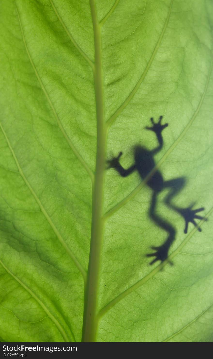 A frog stay on leaf in back light condition