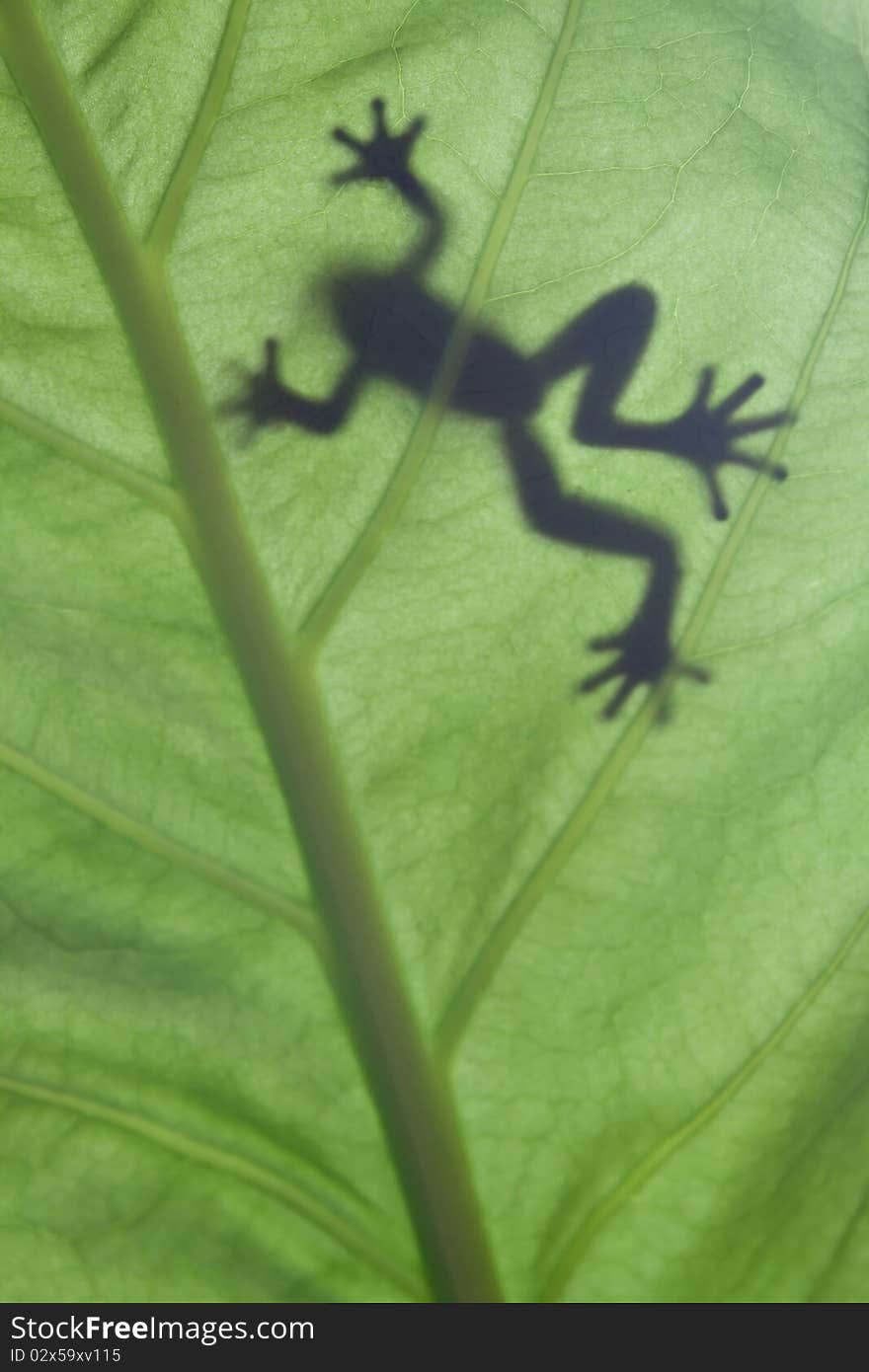 A frog stay on leaf in back light condition