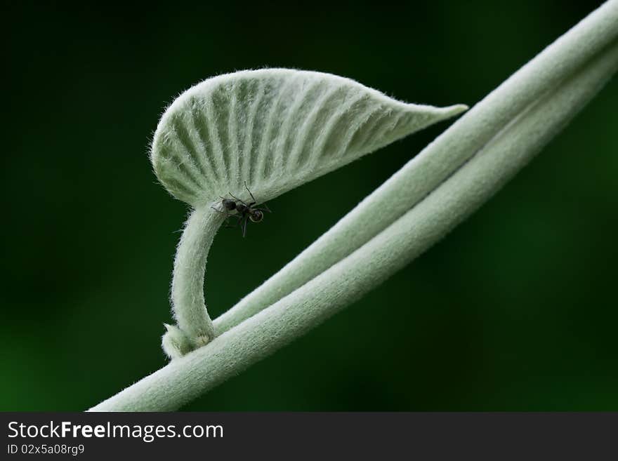 Small leaf of climber