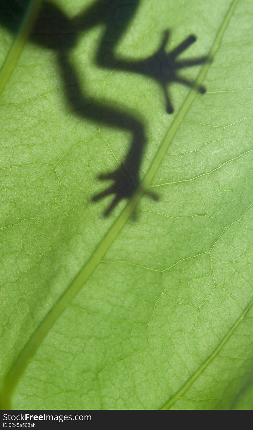 A Frog Stay On Leaf