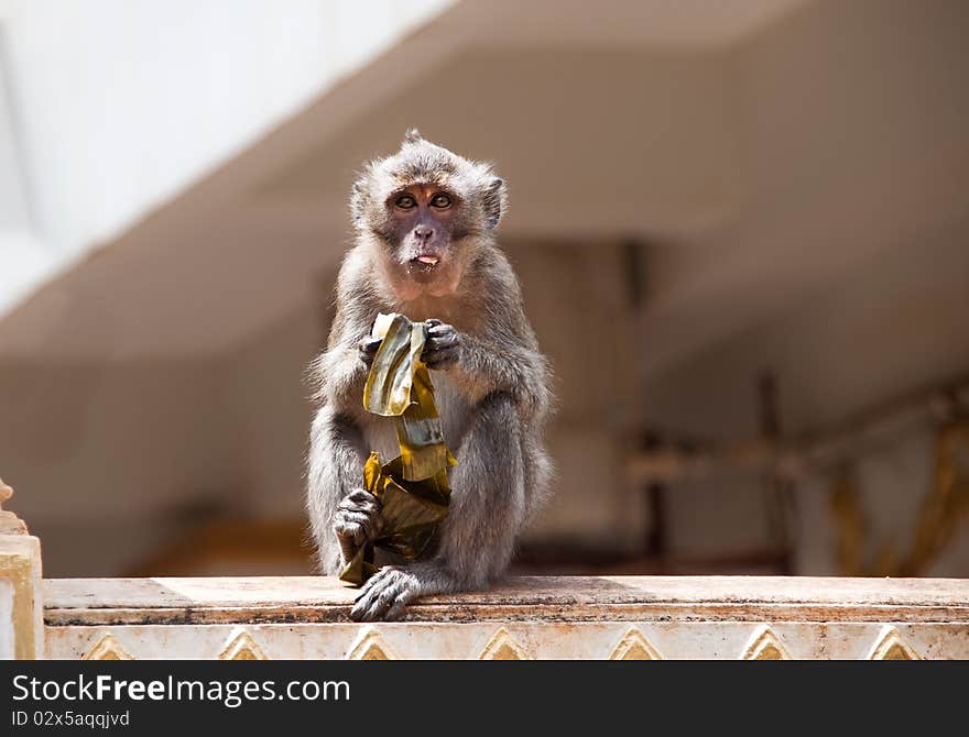 Monkey eating sticky race after stealing it from tourist visiting Buddha temple. Monkey eating sticky race after stealing it from tourist visiting Buddha temple