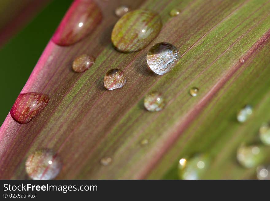 Dew on leaf in macro