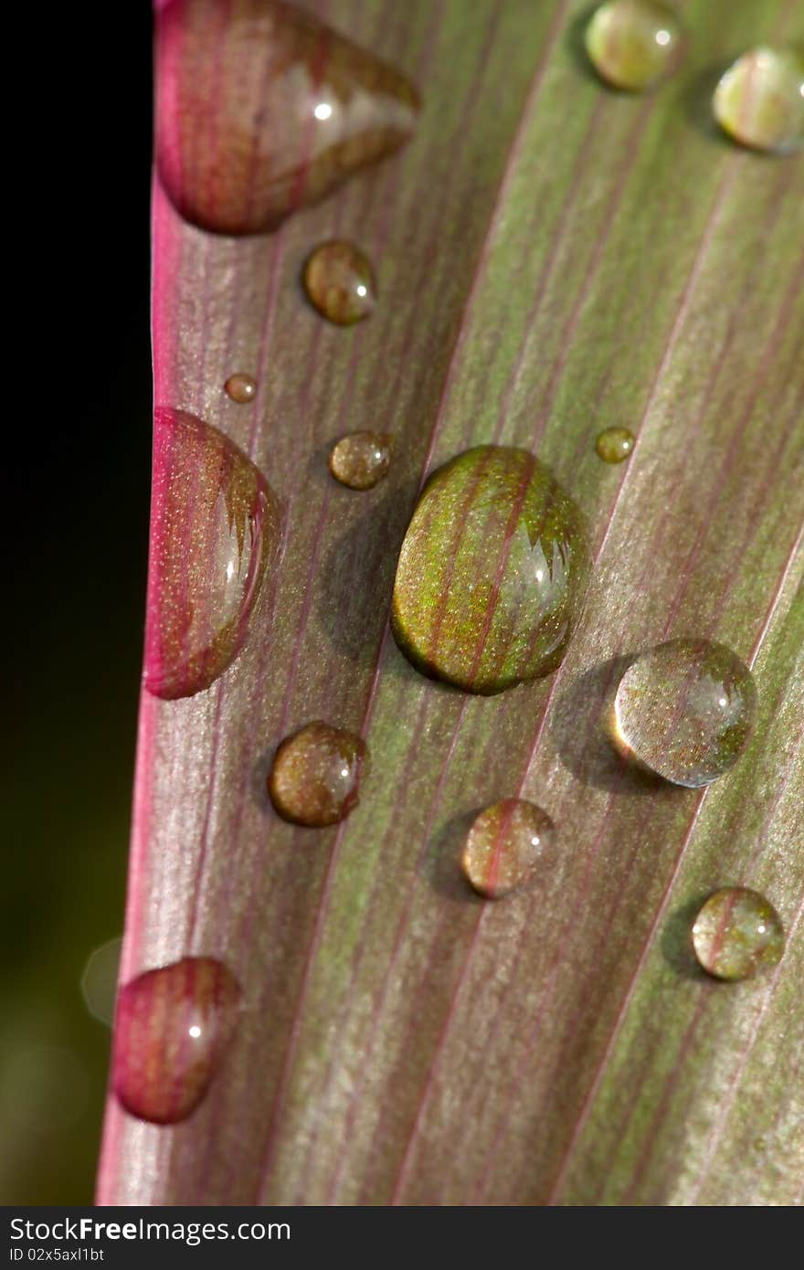 Dew on leaf in macro