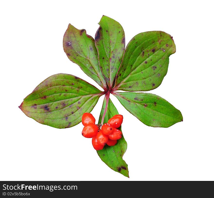 Red berries among green leaves, isolated.