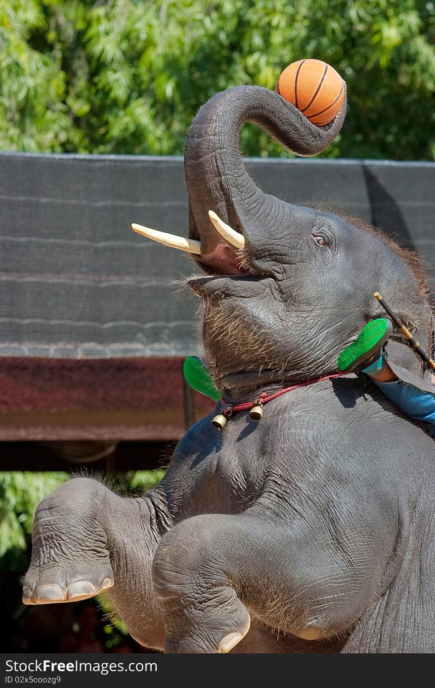 The Thai elephant playing the basketball