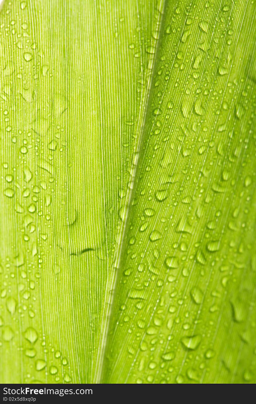 Dew On Green Leaf