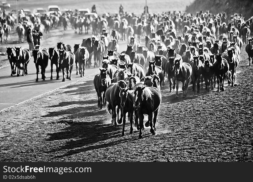 Group of horses running in morning, in Wulanbutong, in China. Group of horses running in morning, in Wulanbutong, in China
