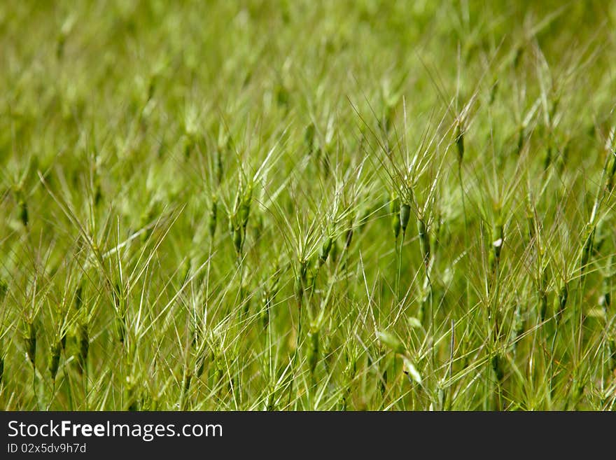 Texture of the goat grass spikelets. Texture of the goat grass spikelets