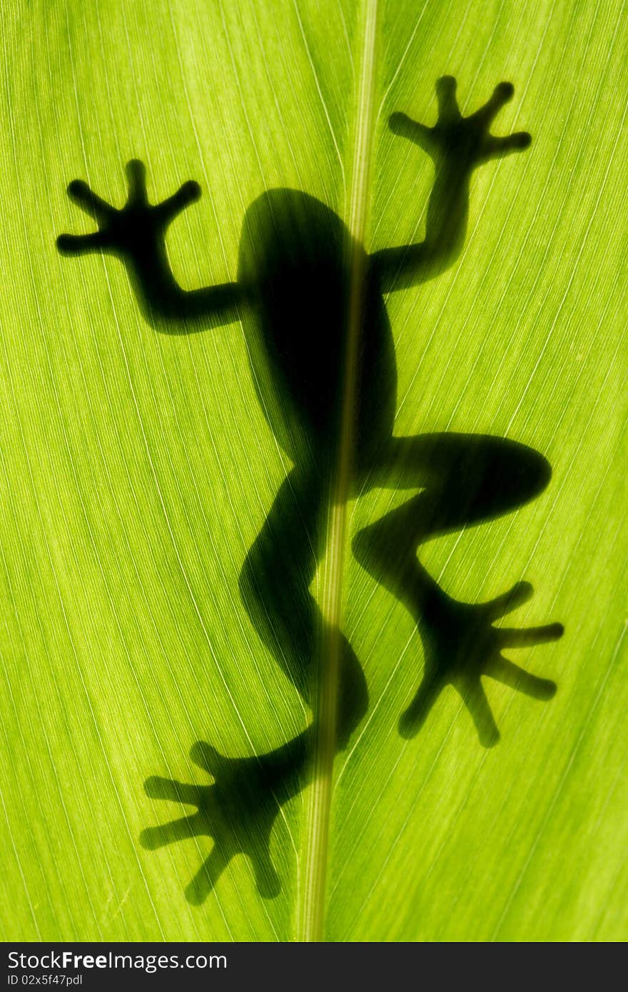 Frog stay on leaf in back light