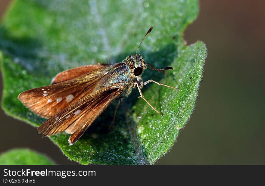 A aircraft butterfly on green leaf