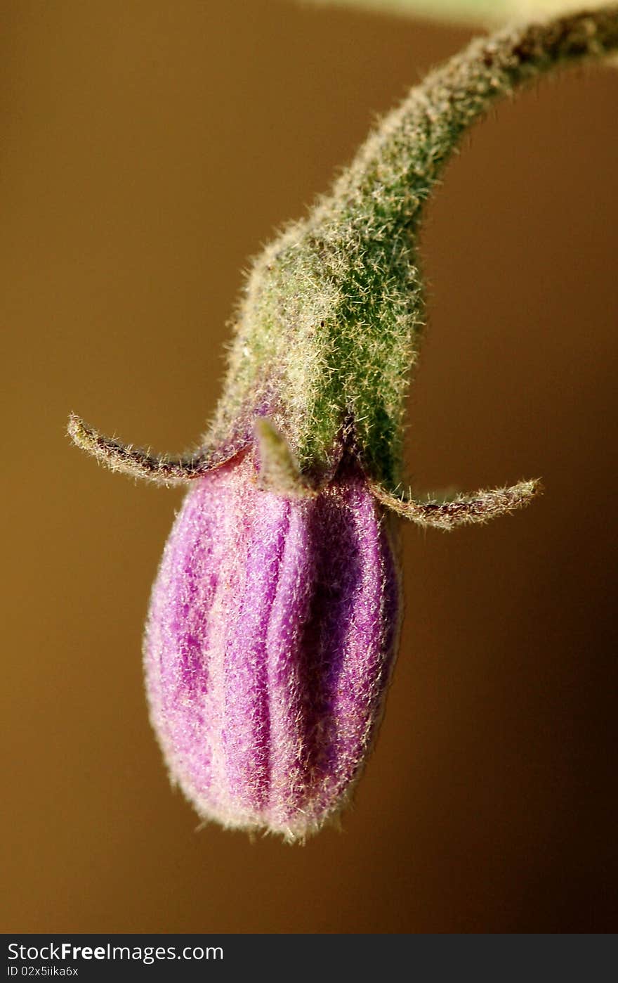 Macro vegetable flower