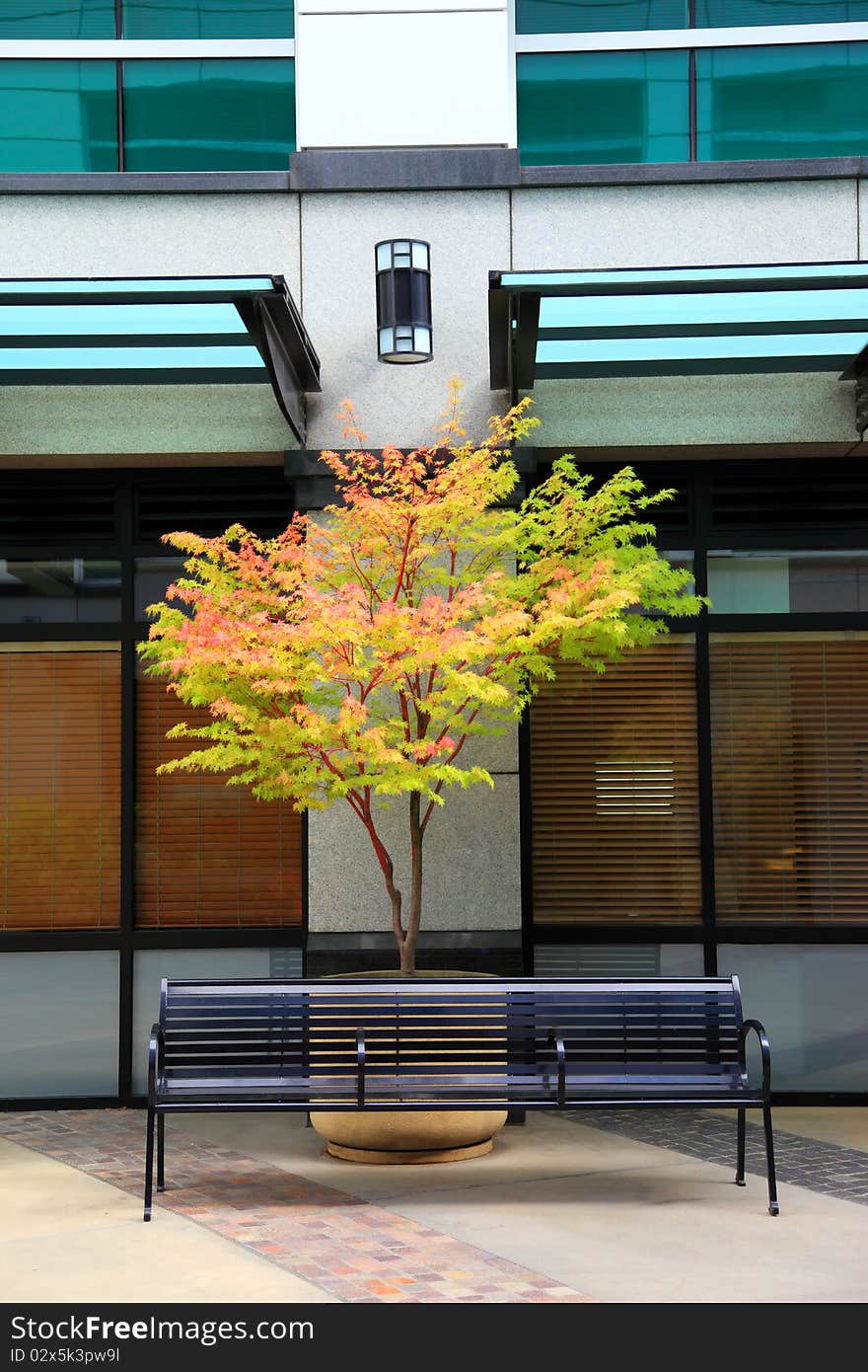 A bench and a tree outside a media center building providing an outdoor environment. A bench and a tree outside a media center building providing an outdoor environment.