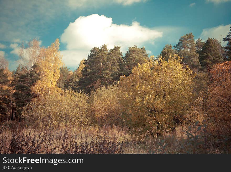 Autumn landscape with trees and sky. Toned image