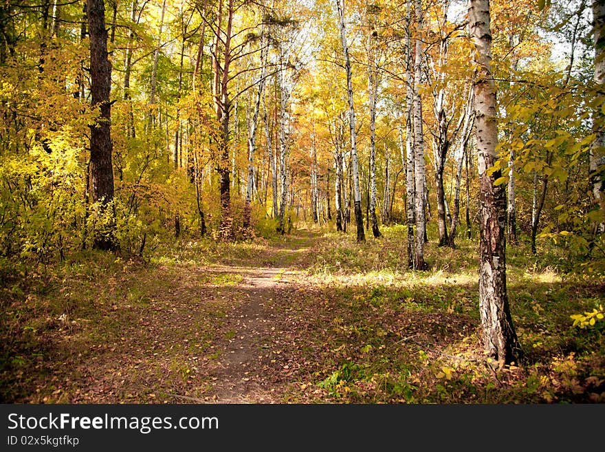 Autumn wood