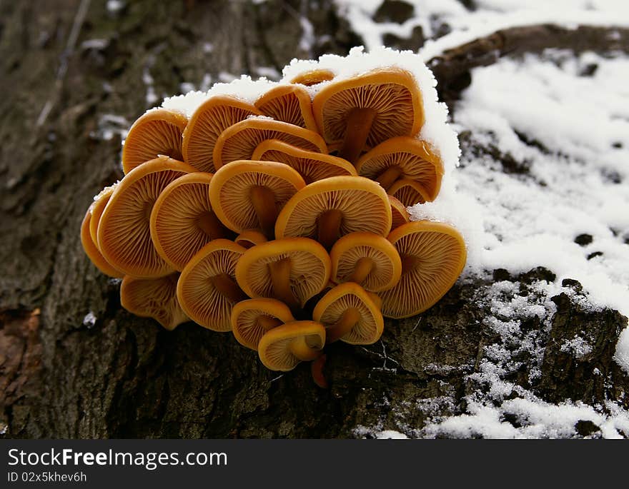 Mushrooms in the snow