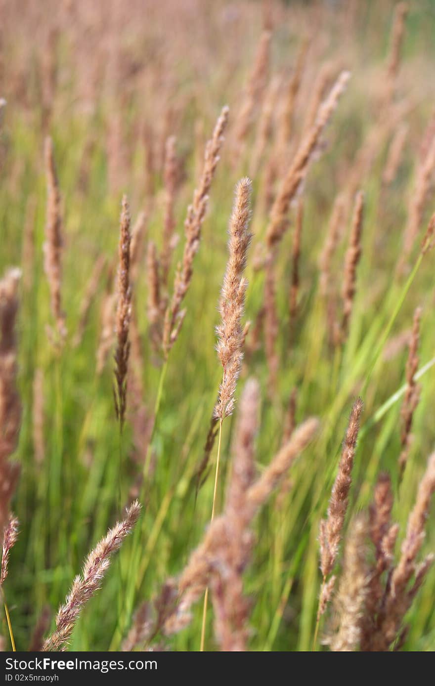 Feather Grass