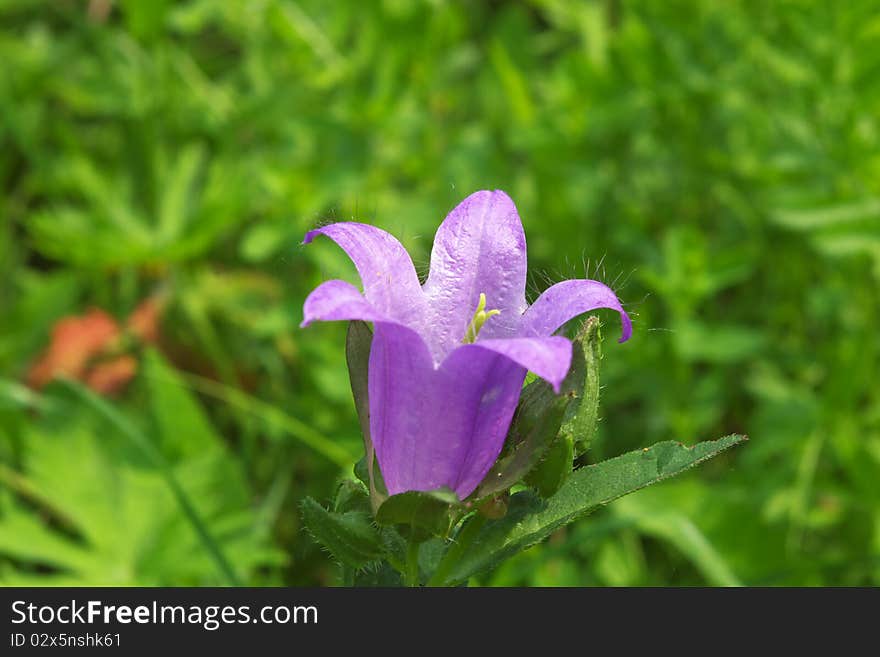 Macro photo of the beautiful campanula flower