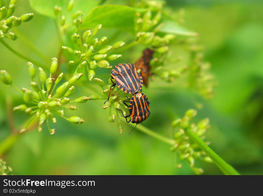 Beetles