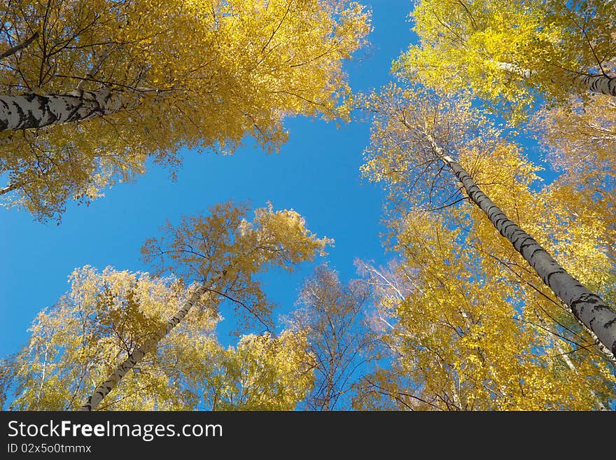 Autumn foliage