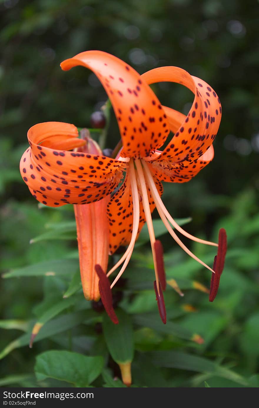 Photo of the tiger lilly in summer garden