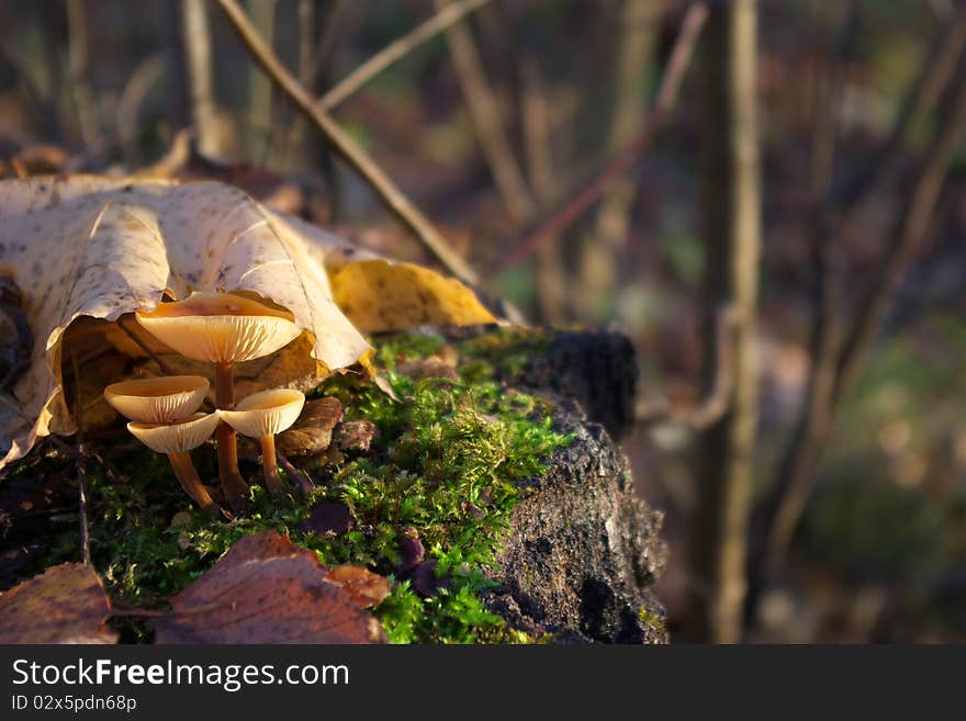 Autumn mushrooms