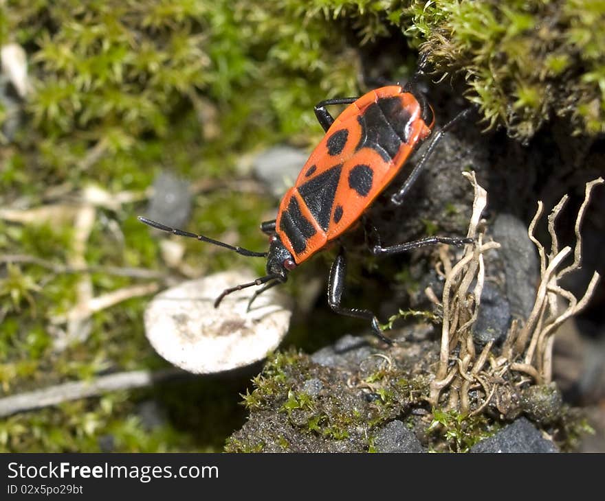 A bug captured on the ground. A bug captured on the ground.