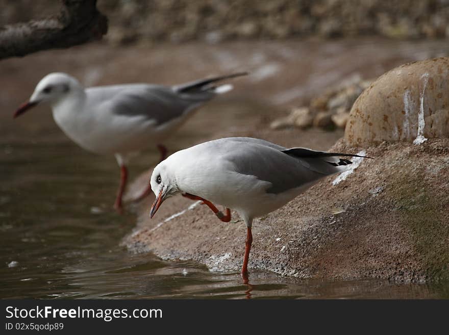 The Black-headed Gull (Chroicocephalus ridibundus) is a small gull which breeds in much of Europe and Asia, and also in coastal eastern Canada. Most of the population is migratory, wintering further south, but some birds in the milder westernmost areas of Europe are resident.